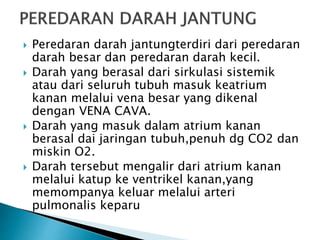  Peredaran darah jantungterdiri dari peredaran
darah besar dan peredaran darah kecil.
 Darah yang berasal dari sirkulasi sistemik
atau dari seluruh tubuh masuk keatrium
kanan melalui vena besar yang dikenal
dengan VENA CAVA.
 Darah yang masuk dalam atrium kanan
berasal dai jaringan tubuh,penuh dg CO2 dan
miskin O2.
 Darah tersebut mengalir dari atrium kanan
melalui katup ke ventrikel kanan,yang
memompanya keluar melalui arteri
pulmonalis keparu
 