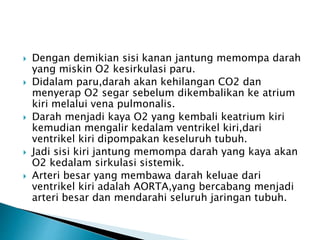  Dengan demikian sisi kanan jantung memompa darah
yang miskin O2 kesirkulasi paru.
 Didalam paru,darah akan kehilangan CO2 dan
menyerap O2 segar sebelum dikembalikan ke atrium
kiri melalui vena pulmonalis.
 Darah menjadi kaya O2 yang kembali keatrium kiri
kemudian mengalir kedalam ventrikel kiri,dari
ventrikel kiri dipompakan keseluruh tubuh.
 Jadi sisi kiri jantung memompa darah yang kaya akan
O2 kedalam sirkulasi sistemik.
 Arteri besar yang membawa darah keluae dari
ventrikel kiri adalah AORTA,yang bercabang menjadi
arteri besar dan mendarahi seluruh jaringan tubuh.
 