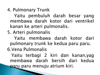 4. Pulmonary Trunk
Yaitu pembuluh darah besar yang
membawa darah kotor dari ventrikel
kanan ke arteri pulmonalis.
5. Arteri pulmonalis
Yaitu membawa darah kotor dari
pulmonary trunk ke kedua paru paru.
6.Vena Pulmonalis
Yaitu terbagi 2 kiri dan kanan,yag
membawa darah bersih dari kedua
paru paru menuju atrium kiri.
 