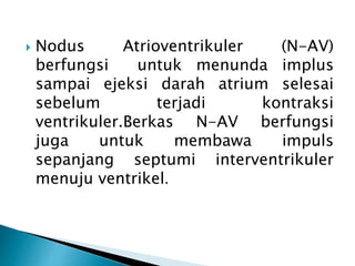  Nodus Atrioventrikuler (N-AV)
berfungsi untuk menunda implus
sampai ejeksi darah atrium selesai
sebelum terjadi kontraksi
ventrikuler.Berkas N-AV berfungsi
juga untuk membawa impuls
sepanjang septumi interventrikuler
menuju ventrikel.
 