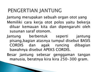 Jantung merupakan sebuah organ otot yang
Memiliki cara kerja otot polos yaitu bekerja
diluar kemauan kita dan dipengaruhi oleh
susunan saraf otonom.
Jantung berbentuk seperti jantung
pisang,bagian atasnya tumpul disebut BASIS
CORDIS dan agak runcing dibagian
bawahnya disebut APEKS CORDIS.
Besar jantung sebesar genggaman tangan
manusia, beratnya kira kira 250-300 gram.
 