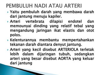  Yaitu pembuluh darah yang membawa darah
dari jantung menuju kapiler.
 Arteri vertebrata dilapisi endotel dan
memounyai dinding yang relatif tebal yang
mengandung jaringan ikat elastis dan otot
polos.
 Kelenturannya membantu mempertahankan
tekanan darah diantara denyut jantung.
 Arteri yang kecil disebut ARTERIOLA terletak
lebih dalam dijaringan tubuh, sedangkan
arteri yang besar disebut AORTA yang keluar
dari jantung
 