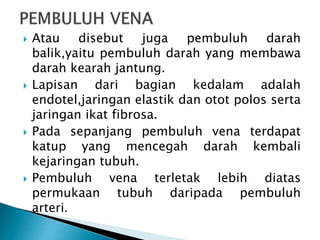  Atau disebut juga pembuluh darah
balik,yaitu pembuluh darah yang membawa
darah kearah jantung.
 Lapisan dari bagian kedalam adalah
endotel,jaringan elastik dan otot polos serta
jaringan ikat fibrosa.
 Pada sepanjang pembuluh vena terdapat
katup yang mencegah darah kembali
kejaringan tubuh.
 Pembuluh vena terletak lebih diatas
permukaan tubuh daripada pembuluh
arteri.
 