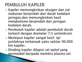  Kapiler memungkinkan oksigen dan zat
makanan berpindah dari darah kedalam
jaringan,dan memungkinkan hasil
metabolisme berpindah dari jaringan
kedalam darah.
 Pembuluh kapiler adalah pembuluh darah
terkecil dengan diameter 7,5 um(mikron)
 Meskipun kapiler sangat kecil tpi
jumlahnya terbanyak yaitu sekitar 90.000
km kapiler.
 Dinding kapiler dilapisi sel epitel yang
permeabel daripada membra plasma sel.
 