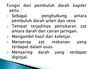 Fungsi dari pembuluh darah kapiler
yaitu :
1. Sebagai penghubung antara
pembuluh darah arteri dan vena
2. Tempat terjadinya pertukaran zat
antara darah dan cairan jaringan.
3. Mengambil hasil dari kelenjar.
4. Menyerap zat makanan yang
terdapat dalam usus.
5. Menyaring darah yang terdapat
diginjal.
 