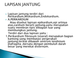  Lapisan jantung terdiri dari
Perikardium,Miokardium,Endokardium.
 A.PERIKARDIUM
Atau disebut lapisan epikardium,epi artinya
atas,cardium berarti jantung,yaitu merupakan
suatu membran tipis dibagian luar yang
membungkus jantung.
Terdiri dari dua lapisan yaitu :
1.Perikardium fibrosum (viseral) merupakan bagian
kantong yang membatasi pergerakan
jantung,terikat dibawah sentrum tendinium
diafragma ,bersatu dengan pembuluh darah
besar yang merekat disternum.
 