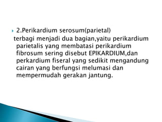  2.Perikardium serosum(parietal)
terbagi menjadi dua bagian,yaitu perikardium
parietalis yang membatasi perikardium
fibrosum sering disebut EPIKARDIUM,dan
perkardium fiseral yang sedikit mengandung
cairan yang berfungsi melumasi dan
mempermudah gerakan jantung.
 