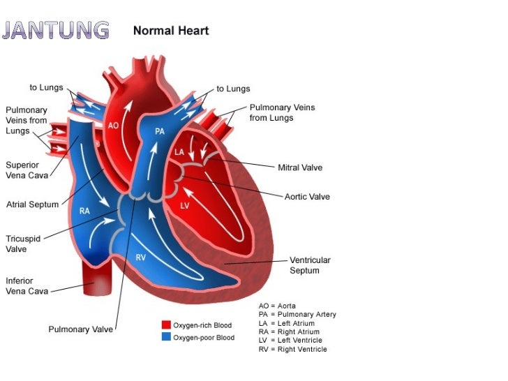 Anatomi dan fisiologi jantung