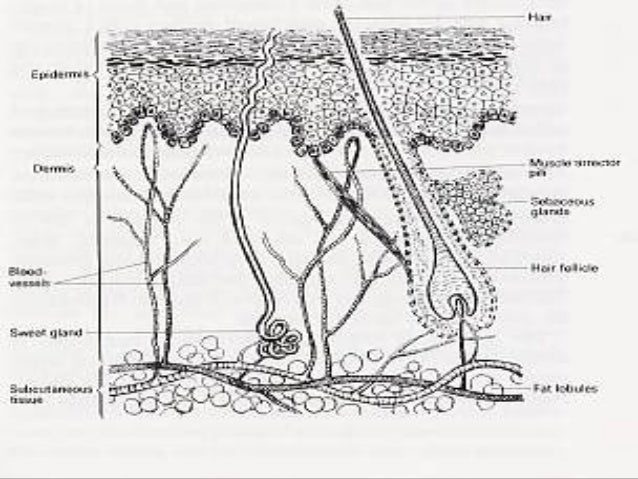 Anatomi dan fisiologi kulit
