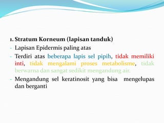 1. Stratum Korneum (lapisan tanduk)
- Lapisan Epidermis paling atas
- Terdiri atas beberapa lapis sel pipih, tidak memiliki
inti, tidak mengalami proses metabolisme, tidak
berwarna dan sangat sedikit mengandung air.
- Mengandung sel keratinosit yang bisa mengelupas
dan berganti
 