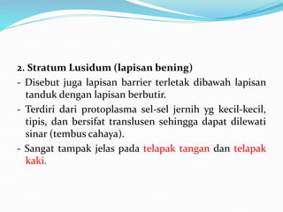 2. Stratum Lusidum (lapisan bening)
- Disebut juga lapisan barrier terletak dibawah lapisan
tanduk dengan lapisan berbutir.
- Terdiri dari protoplasma sel-sel jernih yg kecil-kecil,
tipis, dan bersifat translusen sehingga dapat dilewati
sinar (tembus cahaya).
- Sangat tampak jelas pada telapak tangan dan telapak
kaki.
 