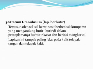 3.Stratum Granulosum (lap. berbutir)
- Tersusun oleh sel-sel keratinosit berbentuk kumparan
yang mengandung butir- butir di dalam
protoplsmanya berbutir kasar dan berinti mengkerut.
- Lapisan ini tampak paling jelas pada kulit telapak
tangan dan telapak kaki.
 