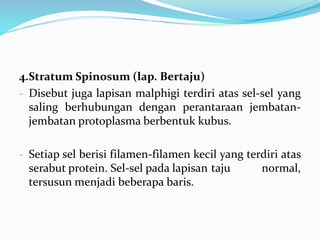 4.Stratum Spinosum (lap. Bertaju)
- Disebut juga lapisan malphigi terdiri atas sel-sel yang
saling berhubungan dengan perantaraan jembatan-
jembatan protoplasma berbentuk kubus.
- Setiap sel berisi filamen-filamen kecil yang terdiri atas
serabut protein. Sel-sel pada lapisan taju normal,
tersusun menjadi beberapa baris.
 