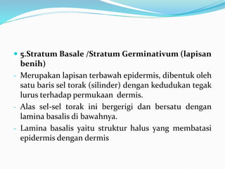  5.Stratum Basale /Stratum Germinativum (lapisan
benih)
- Merupakan lapisan terbawah epidermis, dibentuk oleh
satu baris sel torak (silinder) dengan kedudukan tegak
lurus terhadap permukaan dermis.
- Alas sel-sel torak ini bergerigi dan bersatu dengan
lamina basalis di bawahnya.
- Lamina basalis yaitu struktur halus yang membatasi
epidermis dengan dermis
 