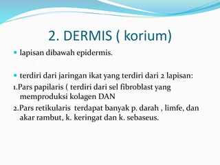 2. DERMIS ( korium)
 lapisan dibawah epidermis.
 terdiri dari jaringan ikat yang terdiri dari 2 lapisan:
1.Pars papilaris ( terdiri dari sel fibroblast yang
memproduksi kolagen DAN
2.Pars retikularis terdapat banyak p. darah , limfe, dan
akar rambut, k. keringat dan k. sebaseus.
 