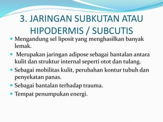 3. JARINGAN SUBKUTAN ATAU
HIPODERMIS / SUBCUTIS
 Mengandung sel liposit yang menghasilkan banyak
lemak.
 Merupakan jaringan adipose sebagai bantalan antara
kulit dan struktur internal seperti otot dan tulang.
 Sebagai mobilitas kulit, perubahan kontur tubuh dan
penyekatan panas.
 Sebagai bantalan terhadap trauma.
 Tempat penumpukan energi.
 
