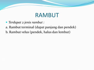 RAMBUT
 Terdapat 2 jenis rambut :
a. Rambut terminal (dapat panjang dan pendek)
b. Rambut velus (pendek, halus dan lembut)
 