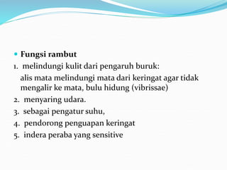  Fungsi rambut
1. melindungi kulit dari pengaruh buruk:
alis mata melindungi mata dari keringat agar tidak
mengalir ke mata, bulu hidung (vibrissae)
2. menyaring udara.
3. sebagai pengatur suhu,
4. pendorong penguapan keringat
5. indera peraba yang sensitive
 
