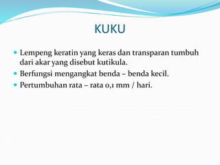 KUKU
 Lempeng keratin yang keras dan transparan tumbuh
dari akar yang disebut kutikula.
 Berfungsi mengangkat benda – benda kecil.
 Pertumbuhan rata – rata 0,1 mm / hari.
 