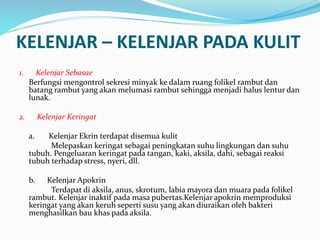 KELENJAR – KELENJAR PADA KULIT
1. Kelenjar Sebasae
Berfungsi mengontrol sekresi minyak ke dalam ruang folikel rambut dan
batang rambut yang akan melumasi rambut sehingga menjadi halus lentur dan
lunak.
2. Kelenjar Keringat
a. Kelenjar Ekrin terdapat disemua kulit
Melepaskan keringat sebagai peningkatan suhu lingkungan dan suhu
tubuh. Pengeluaran keringat pada tangan, kaki, aksila, dahi, sebagai reaksi
tubuh terhadap stress, nyeri, dll.
b. Kelenjar Apokrin
Terdapat di aksila, anus, skrotum, labia mayora dan muara pada folikel
rambut. Kelenjar inaktif pada masa pubertas.Kelenjar apokrin memproduksi
keringat yang akan keruh seperti susu yang akan diuraikan oleh bakteri
menghasilkan bau khas pada aksila.
 