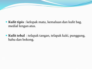  Kulit tipis : kelopak mata, kemaluan dan kulit bag.
medial lengan atas.
 Kulit tebal : telapak tangan, telapak kaki, punggung,
bahu dan bokong.
 