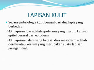 LAPISAN KULIT
 Secara embriologis kulit berasal dari dua lapis yang
berbeda :
Ø Lapisan luar adalah epidermis yang merup. Lapisan
epitel berasal dari ectoderm
Ø Lapisan dalam yang berasal dari mesoderm adalah
dermis atau korium yang merupakan suatu lapisan
jaringan ikat.
 