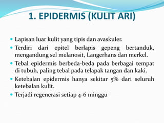 1. EPIDERMIS (KULIT ARI)
 Lapisan luar kulit yang tipis dan avaskuler.
 Terdiri dari epitel berlapis gepeng bertanduk,
mengandung sel melanosit, Langerhans dan merkel.
 Tebal epidermis berbeda-beda pada berbagai tempat
di tubuh, paling tebal pada telapak tangan dan kaki.
 Ketebalan epidermis hanya sekitar 5% dari seluruh
ketebalan kulit.
 Terjadi regenerasi setiap 4-6 minggu
 
