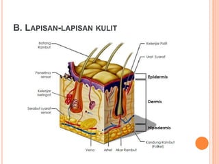anatomi_dan_fisiologi_kulit_ppt.ppt