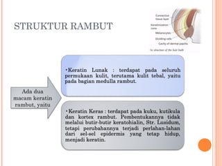 Inner Rambut anatomi dan fisiologi sistem integumen manusia | PPT