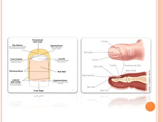 anatomi dan fisiologi sistem integumen manusia | PPT