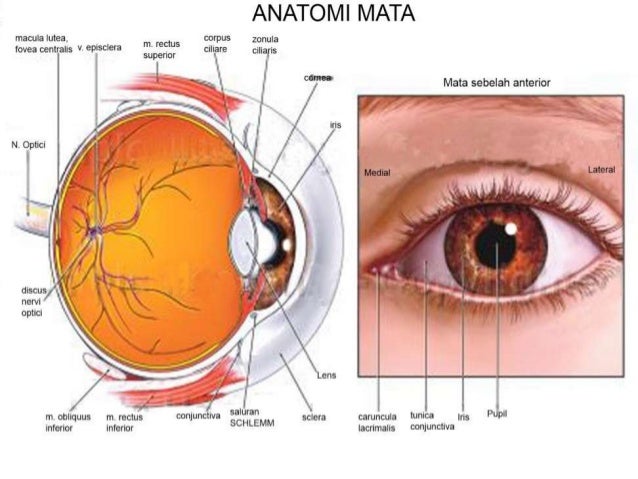 Anatomi dan fisiologi mata