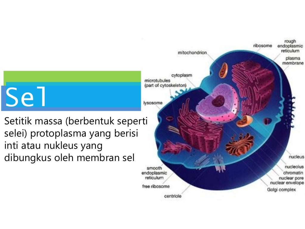 Anatomi dan fisiologi sel