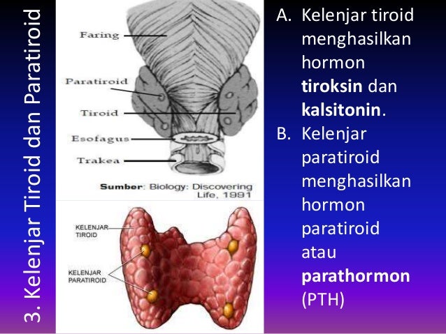  Anatomi  dan fisiologi sistem endokrin