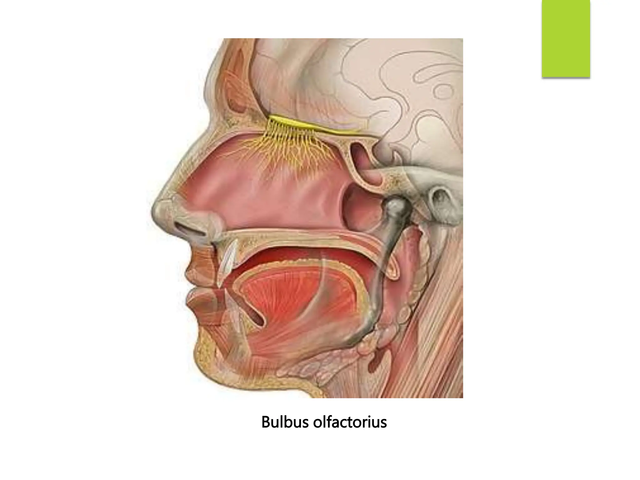 ANATOMI DAN FISIOLOGI SISTEM INDRA (SPECIAL SENSES).pptx