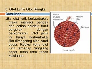 Anatomi dan fisiologi sistem otot | PPT
