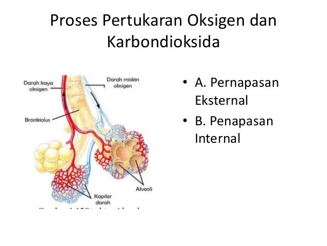 Anatomi dan fisiologi sistem pernapasan MANUSIA