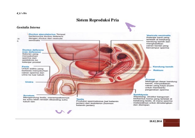 Anatomi Dan Fisiologi Sistem Reproduksi Pria
