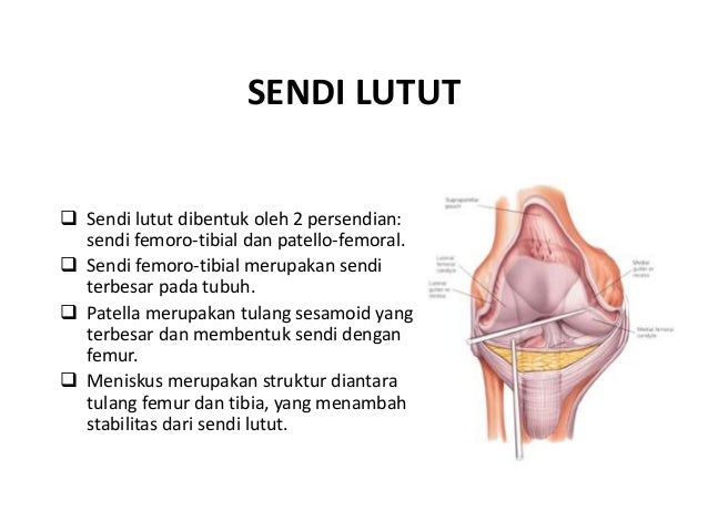 Anatomi Dan Histologi Persendian Lutut