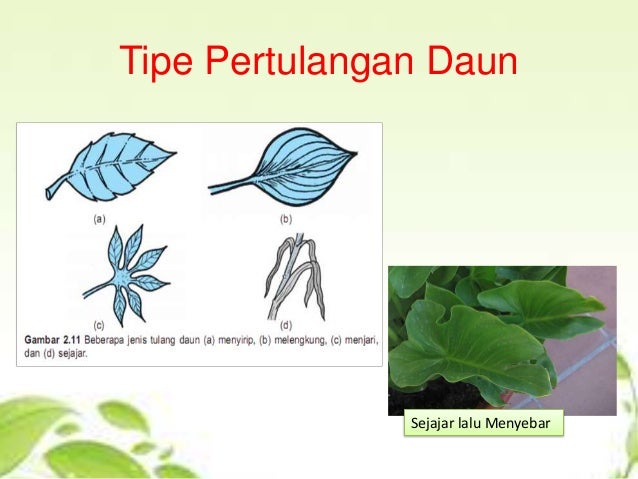 Anatomi daun