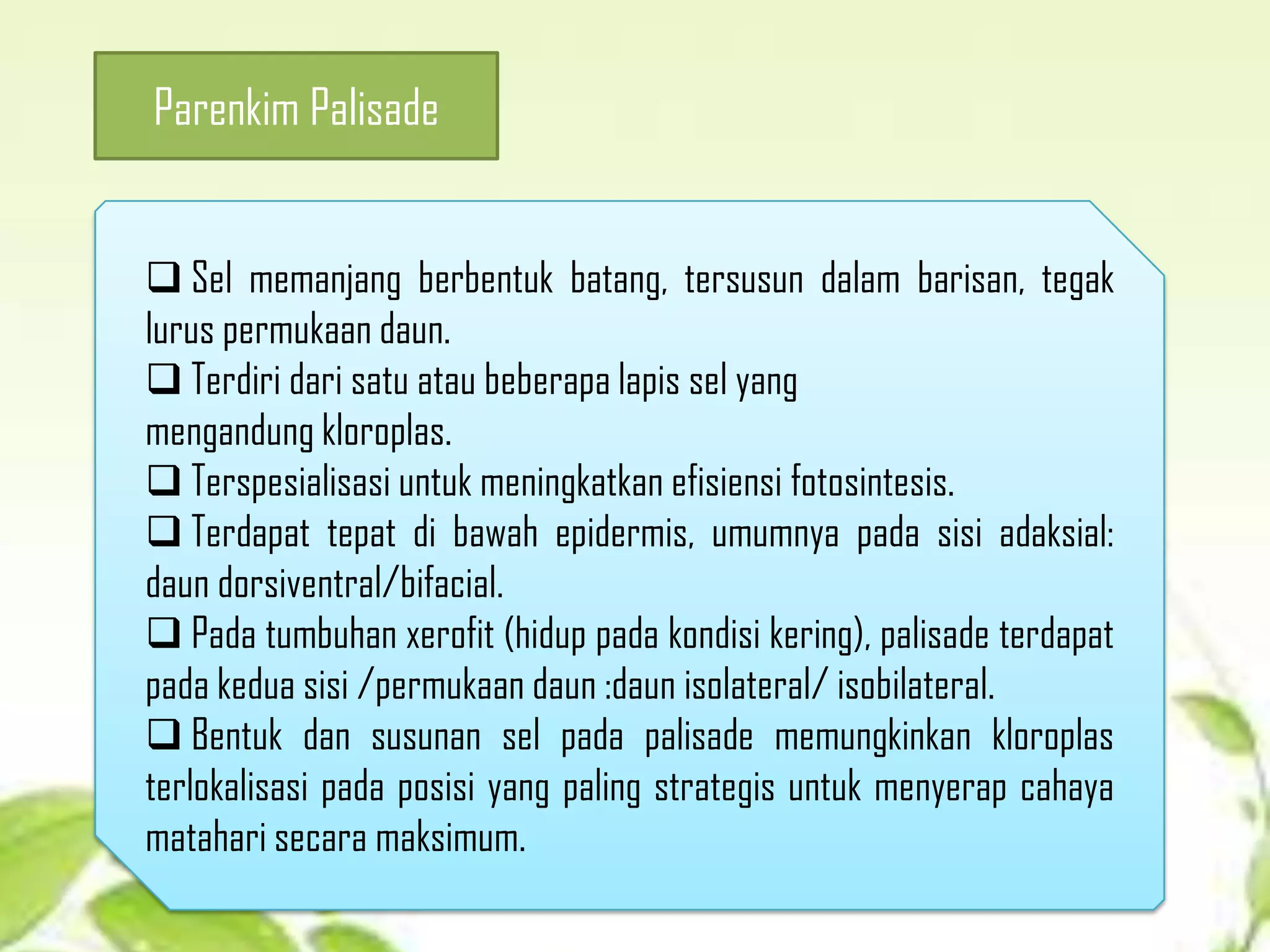 Parenkim Palisade
 Sel memanjang berbentuk batang, tersusun dalam barisan, tegak
lurus permukaan daun.
 Terdiri dari satu atau beberapa lapis sel yang
mengandung kloroplas.
 Terspesialisasi untuk meningkatkan efisiensi fotosintesis.
 Terdapat tepat di bawah epidermis, umumnya pada sisi adaksial:
daun dorsiventral/bifacial.
 Pada tumbuhan xerofit (hidup pada kondisi kering), palisade terdapat
pada kedua sisi /permukaan daun :daun isolateral/ isobilateral.
 Bentuk dan susunan sel pada palisade memungkinkan kloroplas
terlokalisasi pada posisi yang paling strategis untuk menyerap cahaya
matahari secara maksimum.

 