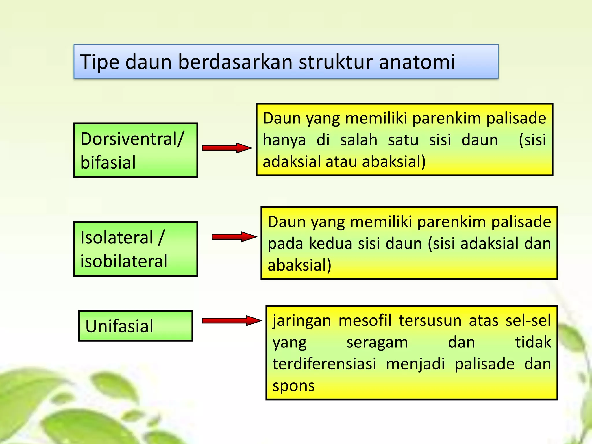 Tipe daun berdasarkan struktur anatomi
Dorsiventral/
bifasial

Daun yang memiliki parenkim palisade
hanya di salah satu sisi daun (sisi
adaksial atau abaksial)

Isolateral /
isobilateral

Daun yang memiliki parenkim palisade
pada kedua sisi daun (sisi adaksial dan
abaksial)

Unifasial

jaringan mesofil tersusun atas sel-sel
yang
seragam
dan
tidak
terdiferensiasi menjadi palisade dan
spons

 