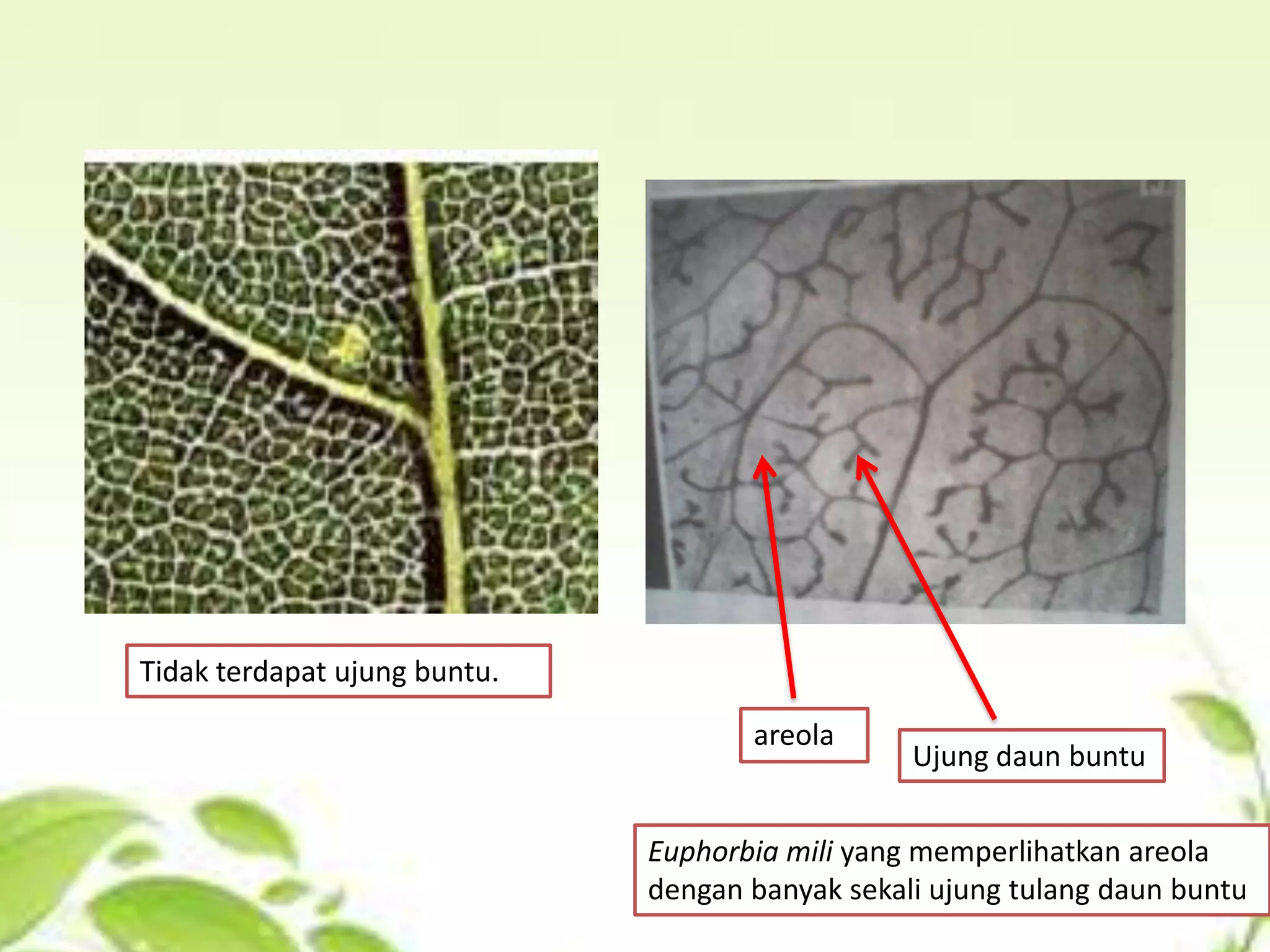 Tidak terdapat ujung buntu.
areola

Ujung daun buntu

Euphorbia mili yang memperlihatkan areola
dengan banyak sekali ujung tulang daun buntu

 