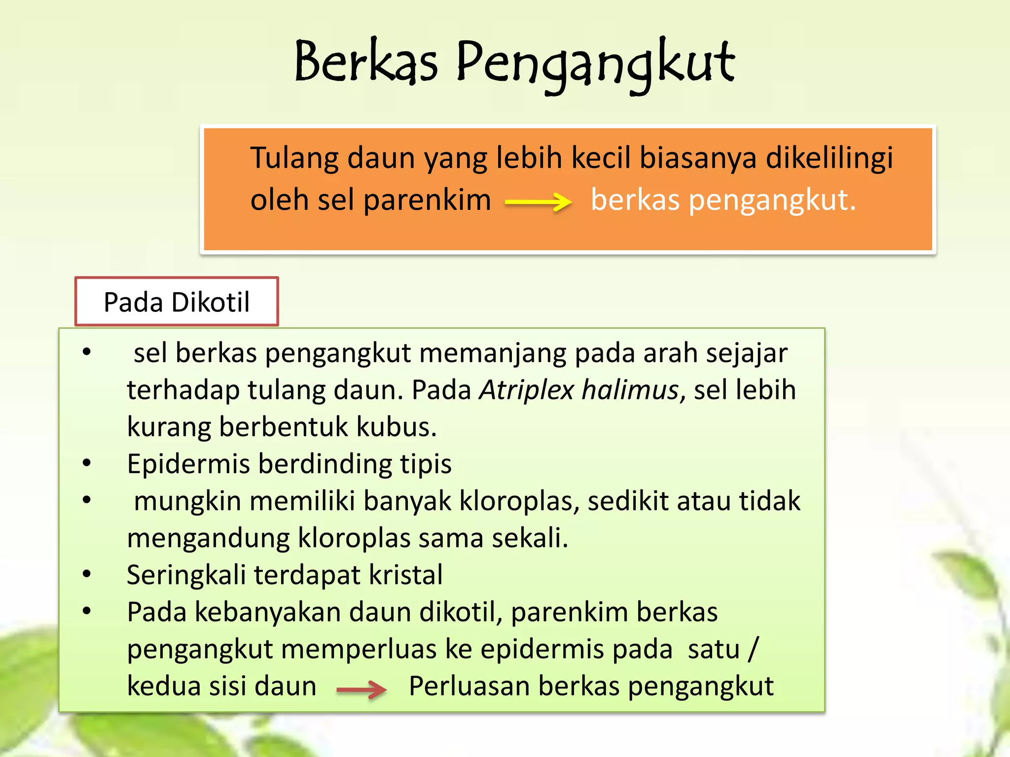 Berkas Pengangkut
Tulang daun yang lebih kecil biasanya dikelilingi
oleh sel parenkim
berkas pengangkut.
Pada Dikotil
•
•
•
•
•

sel berkas pengangkut memanjang pada arah sejajar
terhadap tulang daun. Pada Atriplex halimus, sel lebih
kurang berbentuk kubus.
Epidermis berdinding tipis
mungkin memiliki banyak kloroplas, sedikit atau tidak
mengandung kloroplas sama sekali.
Seringkali terdapat kristal
Pada kebanyakan daun dikotil, parenkim berkas
pengangkut memperluas ke epidermis pada satu /
kedua sisi daun
Perluasan berkas pengangkut

 