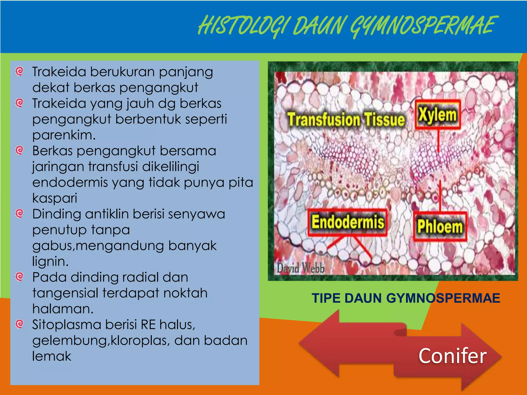 HISTOLOGI DAUN GYMNOSPERMAE
Trakeida berukuran panjang
dekat berkas pengangkut
Trakeida yang jauh dg berkas
pengangkut berbentuk seperti
parenkim.
Berkas pengangkut bersama
jaringan transfusi dikelilingi
endodermis yang tidak punya pita
kaspari
Dinding antiklin berisi senyawa
penutup tanpa
gabus,mengandung banyak
lignin.
Pada dinding radial dan
tangensial terdapat noktah
halaman.
Sitoplasma berisi RE halus,
gelembung,kloroplas, dan badan
lemak

TIPE DAUN GYMNOSPERMAE

Conifer

 