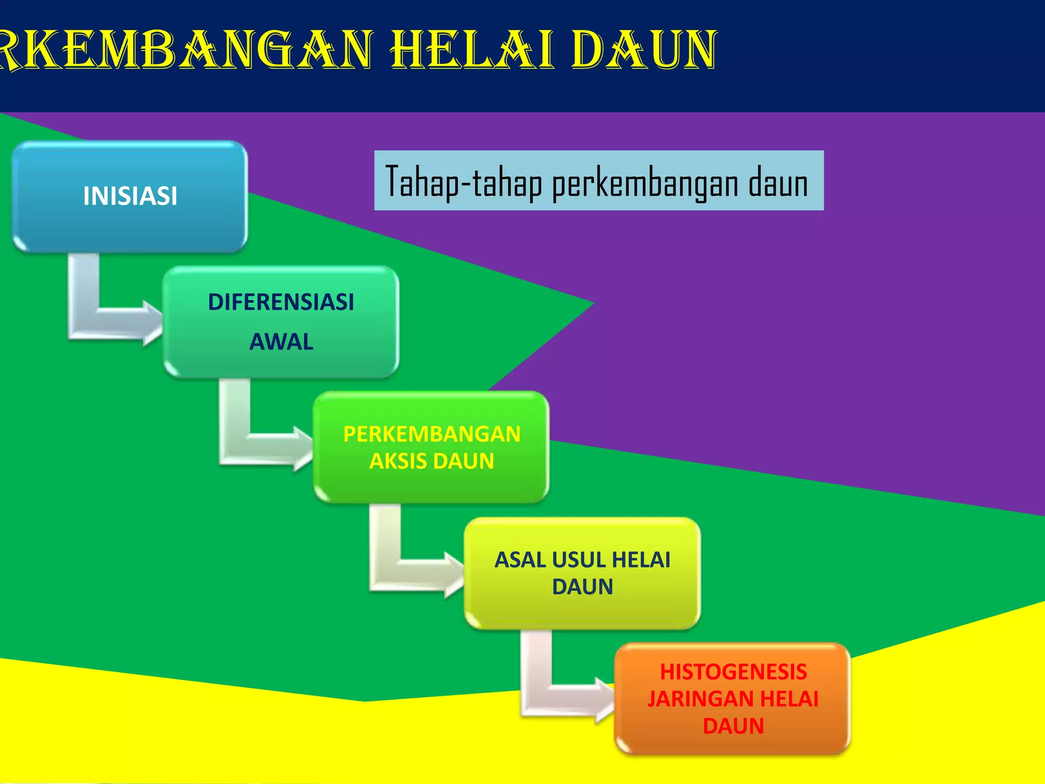 RKEMBANGAN HELAI DAUN
Tahap-tahap perkembangan daun

INISIASI

DIFERENSIASI
AWAL

PERKEMBANGAN
AKSIS DAUN

ASAL USUL HELAI
DAUN
HISTOGENESIS
JARINGAN HELAI
DAUN

 