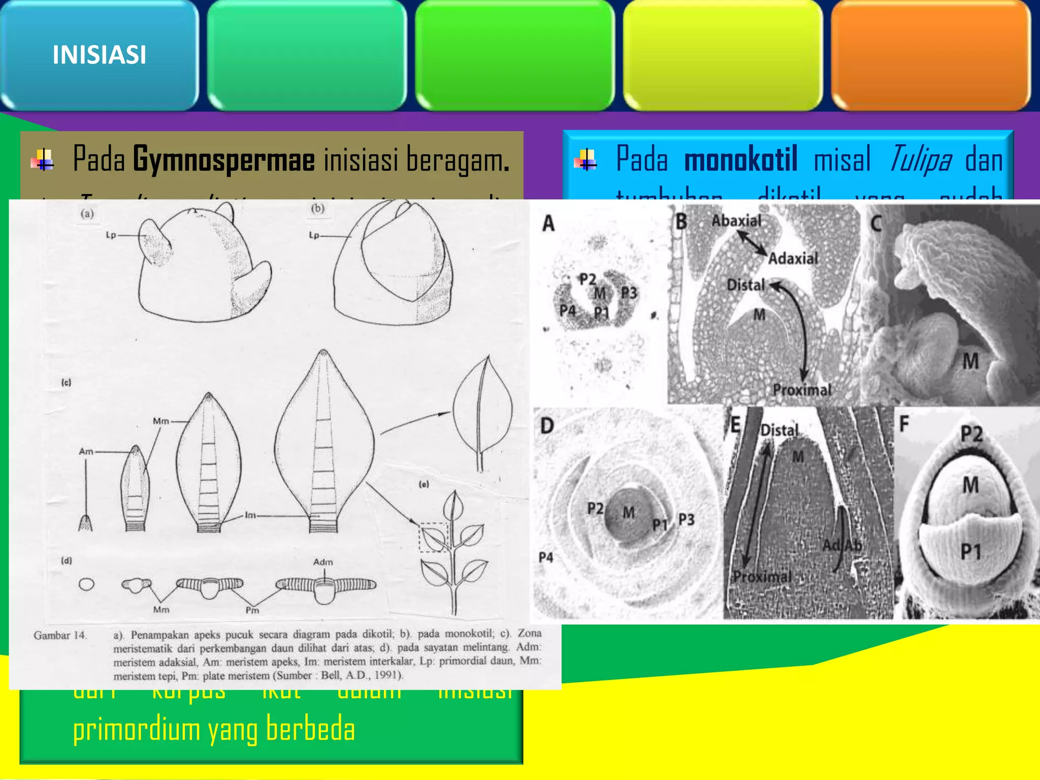 INISIASI

Pada Gymnospermae inisiasi beragam.
Taxodium disticum, inisiasi primordia
daun berasal dari pembelahan periklin
lapisan sel di bawah lapisan permukaan
pucuk.
Coniferales dan Zamia pembelahan
periklin pada lapisan permukaan pucuk.

Paling sering inisiasi dari primordia
dimulai pd lapisan sel dibawah lapisan
permukaan.
Lapisan sel tunika dan sel tetangganya
dari korpus ikut dalam inisiasi
primordium yang berbeda

Pada monokotil misal Tulipa dan
tumbuhan dikotil yang sudah
diteliti, Pembelahan periklin
pertama tidak terjadi pada sel
lapisan permukaan, namun terletak
satu atau dua lapis dibawahnya.
Lapisan permukaan diperluas dg
pembelahan antiklin beberapa kali.

 
