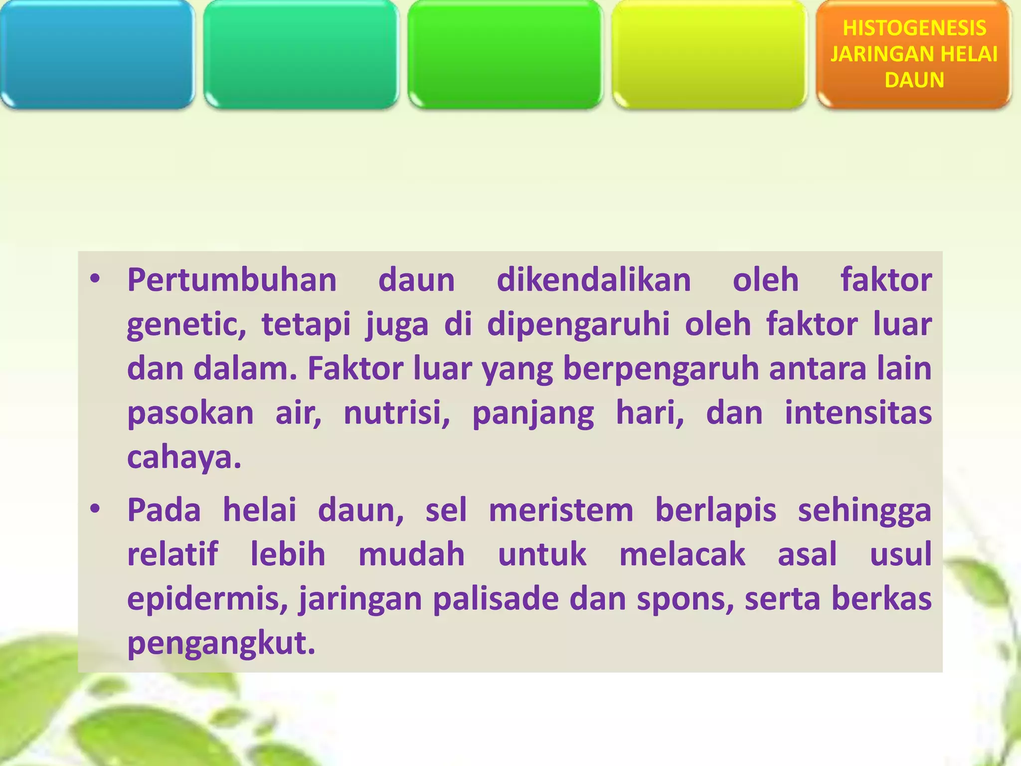 HISTOGENESIS
JARINGAN HELAI
DAUN

• Pertumbuhan daun dikendalikan oleh faktor
genetic, tetapi juga di dipengaruhi oleh faktor luar
dan dalam. Faktor luar yang berpengaruh antara lain
pasokan air, nutrisi, panjang hari, dan intensitas
cahaya.
• Pada helai daun, sel meristem berlapis sehingga
relatif lebih mudah untuk melacak asal usul
epidermis, jaringan palisade dan spons, serta berkas
pengangkut.

 