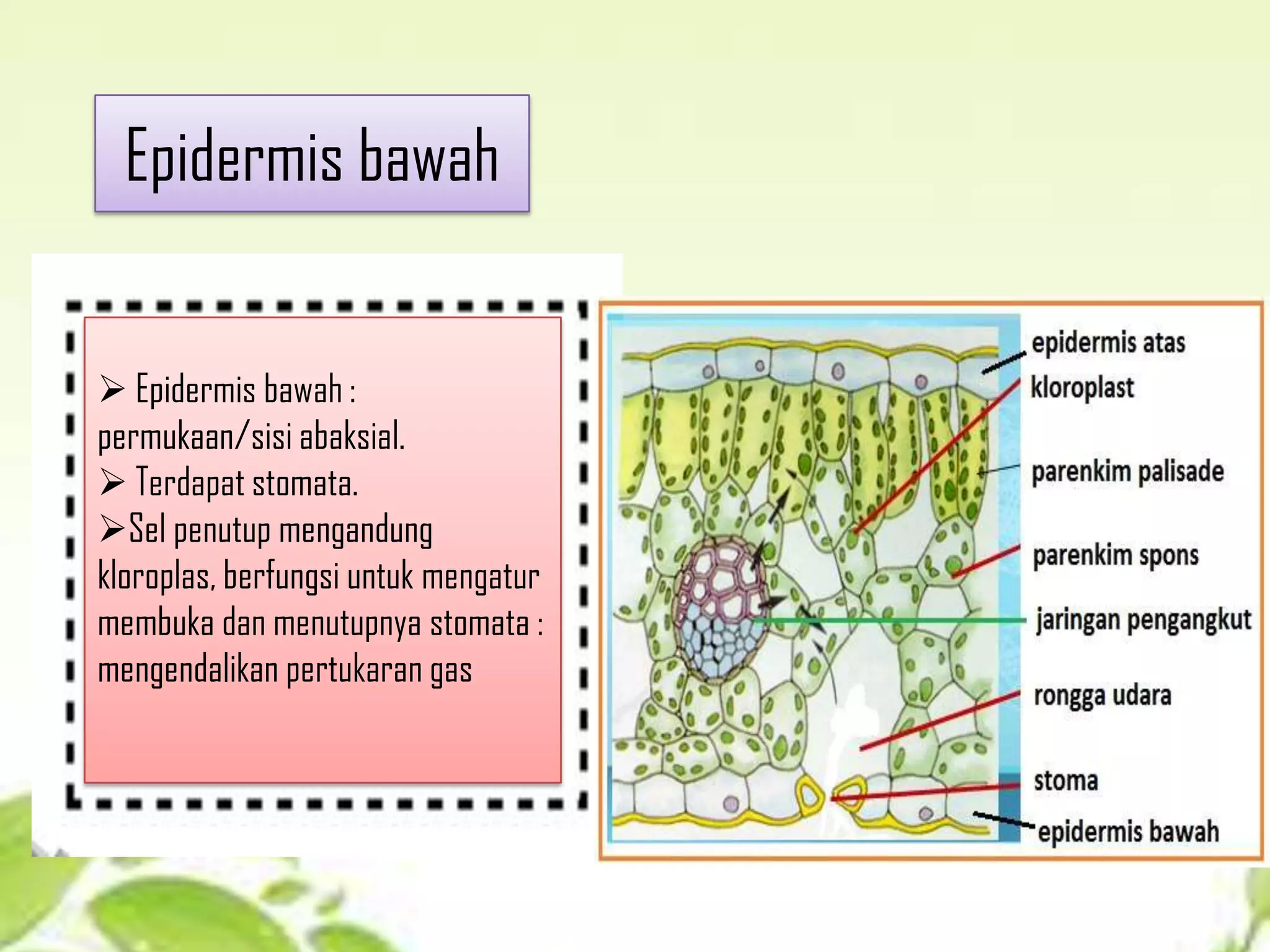 Epidermis bawah
 Epidermis bawah :
permukaan/sisi abaksial.
 Terdapat stomata.
Sel penutup mengandung
kloroplas, berfungsi untuk mengatur
membuka dan menutupnya stomata :
mengendalikan pertukaran gas

 