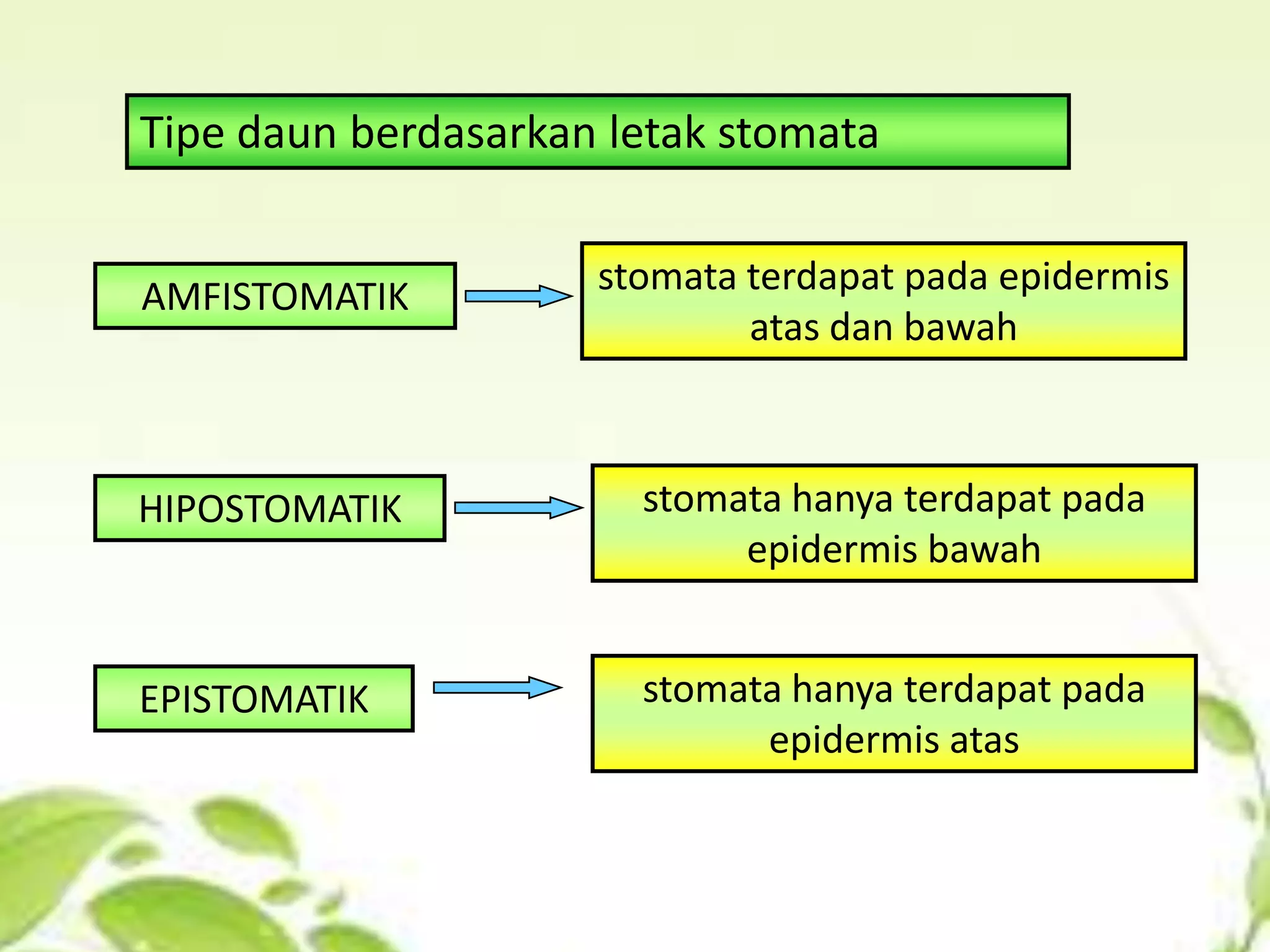 Tipe daun berdasarkan letak stomata
AMFISTOMATIK

stomata terdapat pada epidermis
atas dan bawah

HIPOSTOMATIK

stomata hanya terdapat pada
epidermis bawah

EPISTOMATIK

stomata hanya terdapat pada
epidermis atas

 