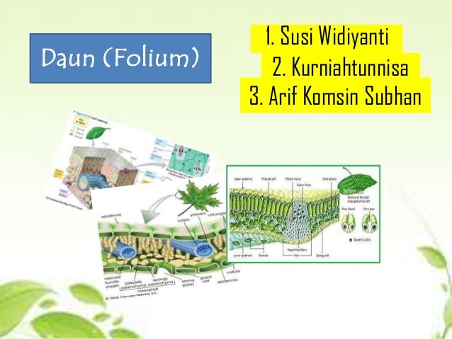 Gambar Penampang  Melintang Daun  Dan Bagian Bagiannya 